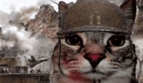 Cat Vietnam Flashback GIF - Flashback FlashbackMemory BadMemory