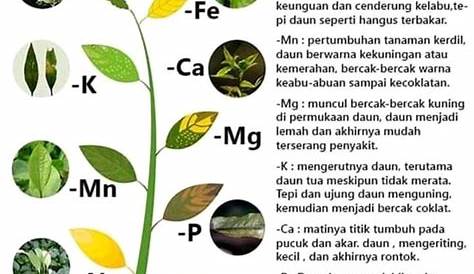 25 Keping Warna Hijau Yang Tak Pernah Membosankan