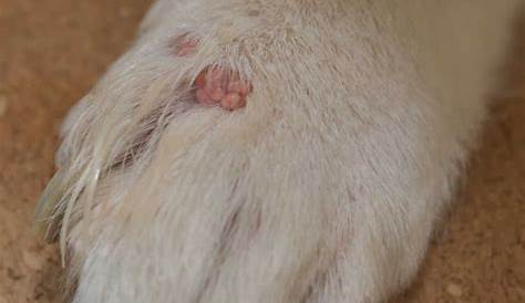 What is this red bump on my dog’s paw? | PetCoach