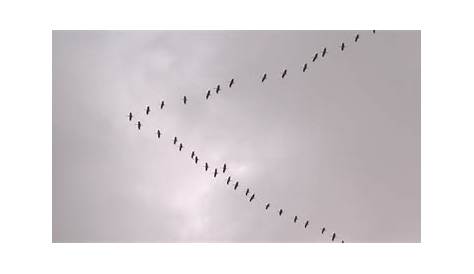 Vogelflug - YouTube