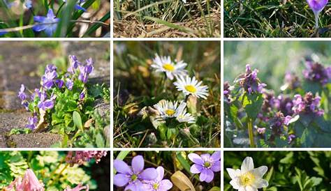 Liverwort Blüht Hepatica-nobilis Erstes Blüht Im Frühjahr Stockfoto