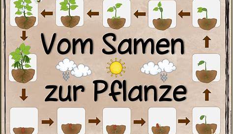 Kresse – Was brauchen Pflanzen zum Wachsen? – Paul-Dohrmann-Schule Dortmund