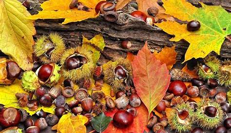 Der Herbst. Foto & Bild | jahreszeiten, herbst, outdoor Bilder auf