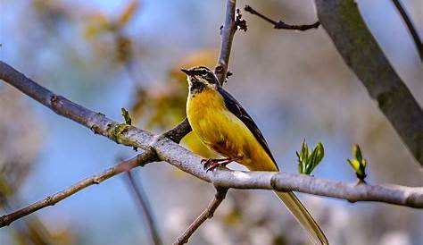 Vogel Bild: Heimische Vogel Futtern Im Sommer