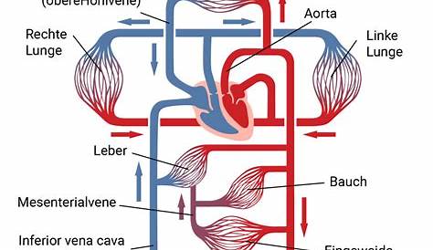 Der menschliche Blutkreislauf Rta, Circulatory System, Anatomy And