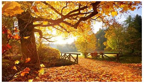 Der Herbst ist gekommen... | The autumn is come... | Flickr
