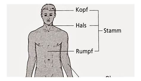 Generell wird der menschliche Körper in mehrere Abschnitte unterteilt: