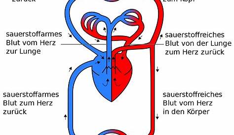 Lungenkreislauf+und+Körperkreislauf.jpg (919×627) | K Anatomy
