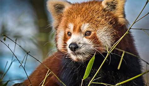 Roter Panda Foto & Bild | canon, natur, zoo Bilder auf fotocommunity