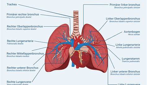 Wie funktioniert die Lunge? | Stiftung Gesundheitswissen