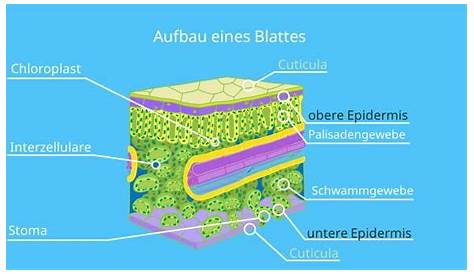 Das Blatt – Die kleine Welt eines Biologie-Studenten