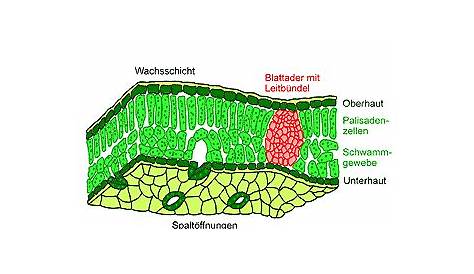 Blatt - Lexikon der Biologie