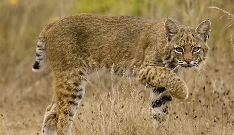 Campaign Launched To Raise Funds For Bobcat Enclosure At LBL | WENK