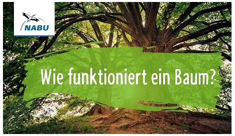 Einbaum | Mittelalter Wiki | FANDOM powered by Wikia