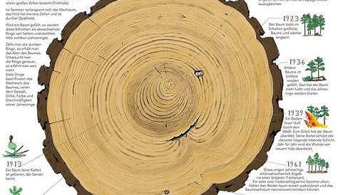 Lehm - ein Wundermittel in der Baumpflege? - von Hans Joachim Bannier