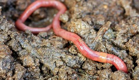 Indigene Würmer: Wie der gemeine Gärtner den Wurm gefährdet - WELT