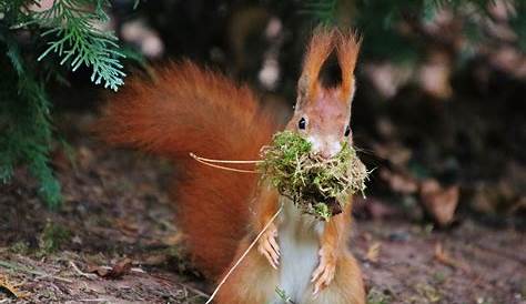 Eichhörnchen im Herbst Foto & Bild | tiere, wildlife, säugetiere Bilder