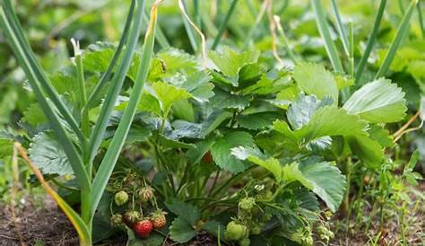 Knoblauch pflanzen: Pflege, Anbau und Verwendung | GartenFlora