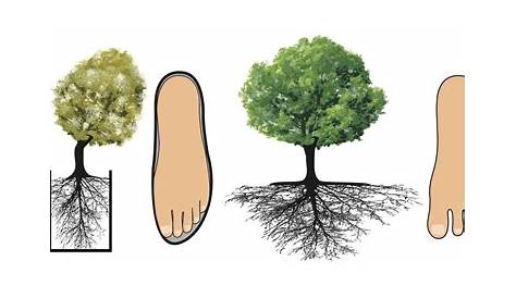 Die Wurzel des Baumes: Typen und Funktionen – Baumpflegeportal