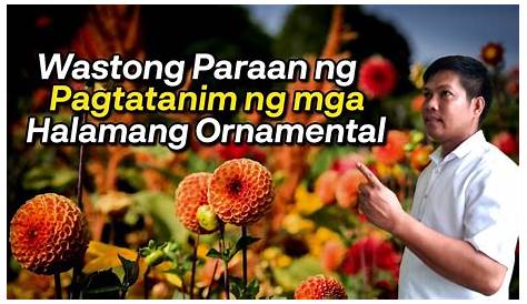 Mga Paraan Ng Pagpapatubo Ng Halamang Ornamental - pamamaraan inhinyero