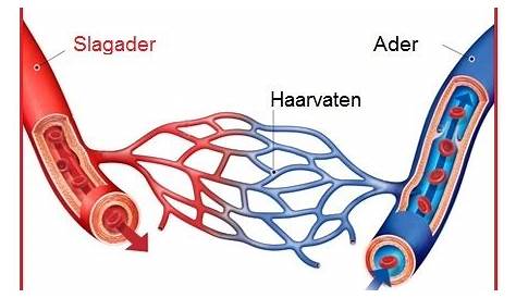 De delen van een nefron Diagram | Quizlet