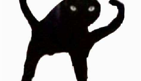 Weird Black Cat Meme | Hot Sex Picture