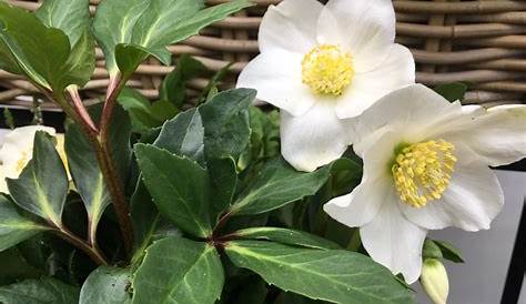 Winterharte Blumen: Diese robusten Sorten trotzen dem Winter