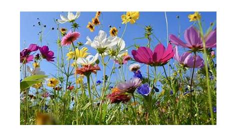 Gartenblumen im Juni Foto & Bild | natur, blumen, pflanzen Bilder auf
