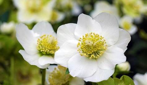 Winterblüher – 10 Pflanzen, die den Garten im Winter verzaubern