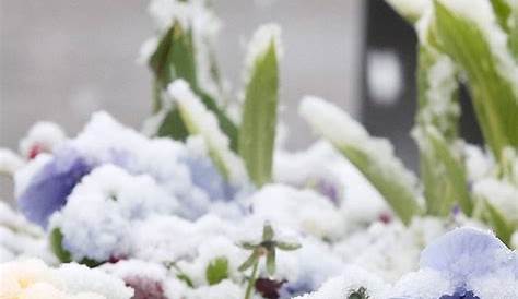 Bei Frost gehen Blumen ein wie die Primeln - Archiv - Rhein-Zeitung