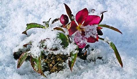 Blüten im Januar Foto & Bild | blüten, christrosen, pflanzen im winter