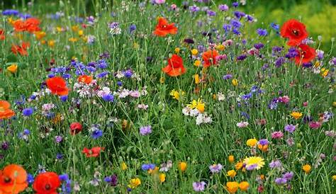 Pflegeleicht und wunderschön: Wildblumenwiesen im Garten