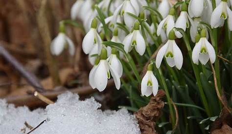 Free Images : nature, flower, botany, flora, march, snowdrop, february