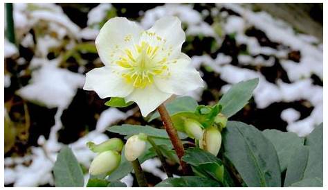 Winterblüher: Diese Pflanzen blühen im Winter - Plantura