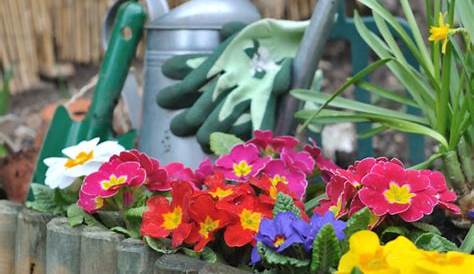 Frühblüher für den Blumenkasten - Welche vertragen Frost, welche nicht