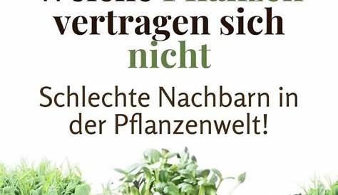 Mischkulturtabelle für Gemüse: diese Gemüsesorten vertragen sich