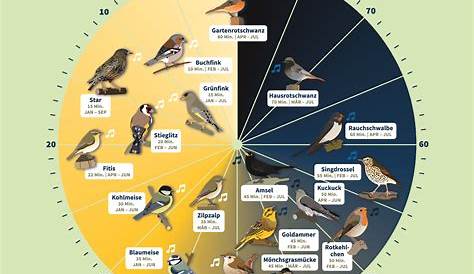 Welcher Vogel singt wann? | Vögel, Vogeluhr, Singen