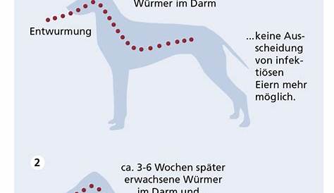 Wurmkur Hund: Schütze Vierbeiner mittels Entwurmung | Dr. SAM