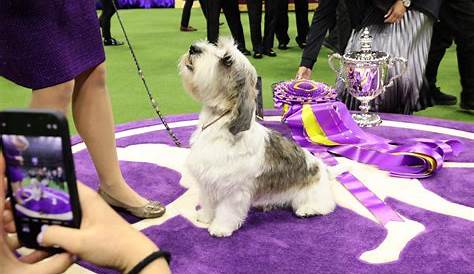 The Westminster Dog Show 2019 Winners And Highlights: Photos | New York