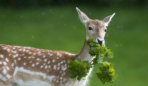 Unveiling The Plant-Eating Wonders: Discover Animals With Exclusive Plant-Based Diets