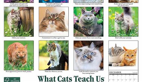 Cats What Cats Teach Us 2024 Mini Wall Calendar