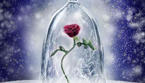 What Color Is The Rose In Beauty And The Beast Wallpapers Wallpaper