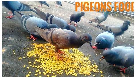 What Do Homing Pigeons Eat Home Pigeon Food Food Management And Food