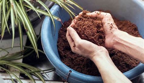 What Is The Best Indoor Plant Soil