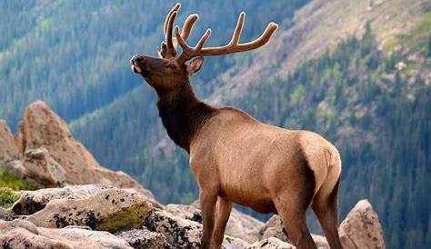 Unveiling The Wildlife Wonders: Discover The Animals Of The Rocky Mountains
