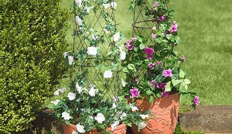 What To Plant In A Planter With Trellis
