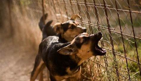 Unleashing The Secrets: When To Call Animal Control For A Barking Dog