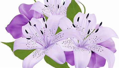 Transparent Purple Clipart - White And Purple Flowers Png - Full Size