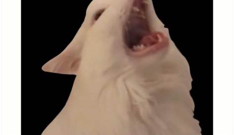 "White Cat Screaming Meme" Photographic Print for Sale by SaminBin