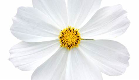 Flower White · Free photo on Pixabay